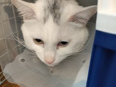 -伟伟宠物医院·瑞派猫友好医院·猫科(光谷店)