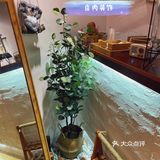 隐匿在沙井的轻食店，打卡#沙井#柠檬茶