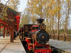 -合肥滨湖国家森林公园