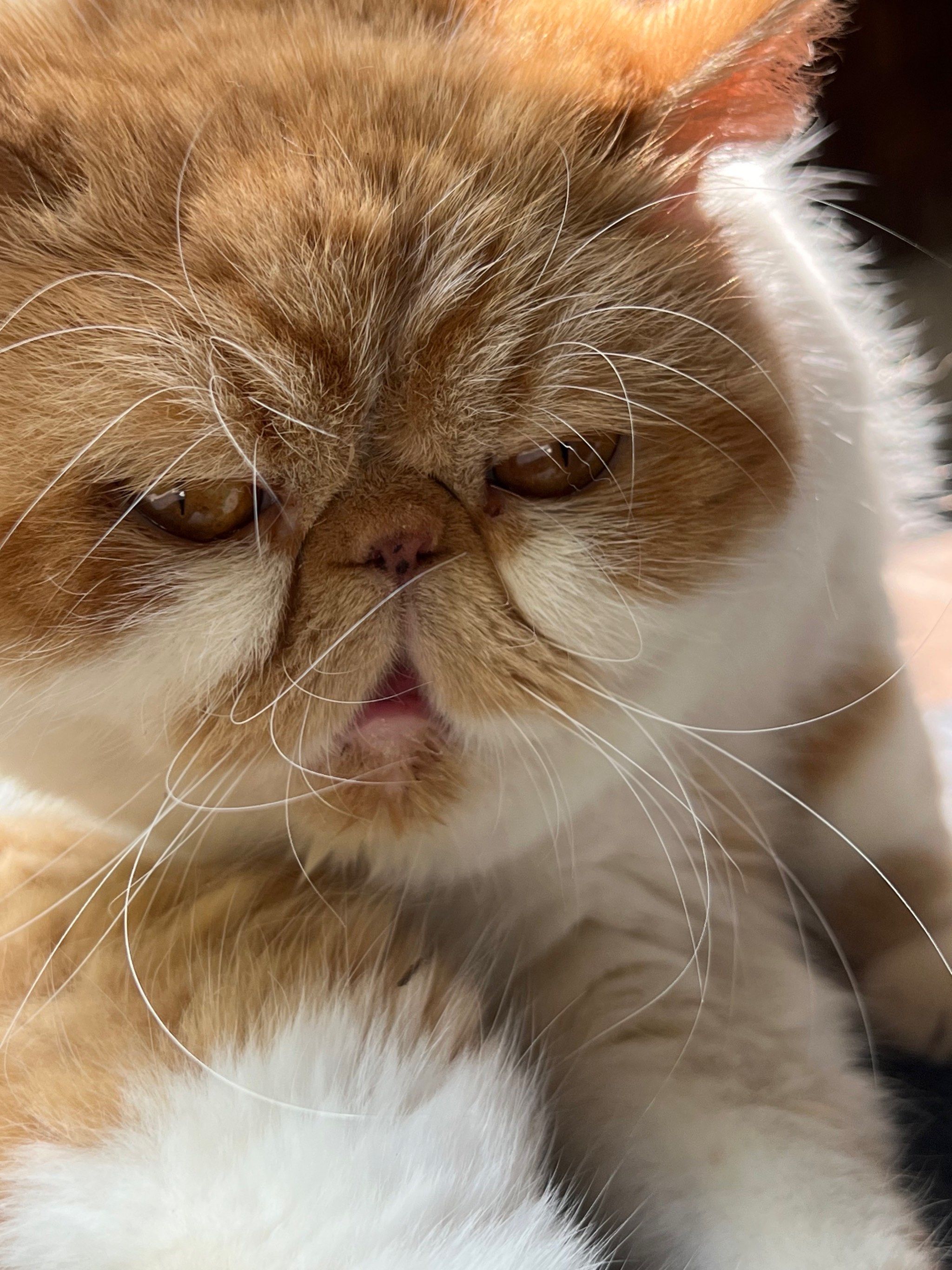 太可爱了吧疯狂吐舌头,还有粉色的小肉垫抓抓还会开花的那种!