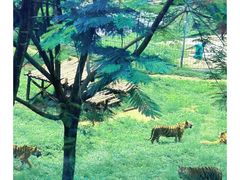 -泉州海丝野生动物世界