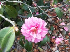 -金鸡湖桃花岛