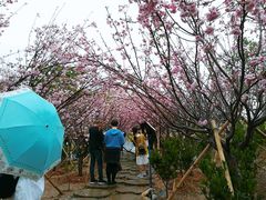 -天适樱花悠乐园