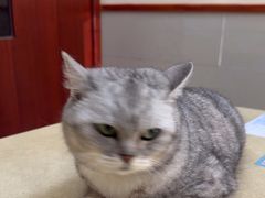 -艾贝尔宠物医院 ·内科全科(梁溪路店)