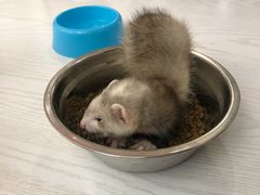 -浣熊柯尔鸭土拨鼠·电玩咖