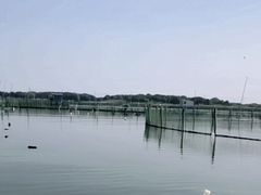 -莲花岛景区