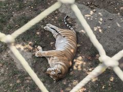 -西霞口神雕山野生动物世界