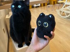 -有喵·猫咖·狗咖·30几只猫10只小狗(岗厦店)