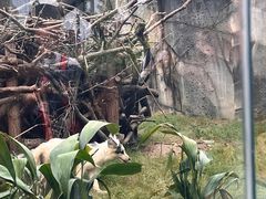 -武汉动物园