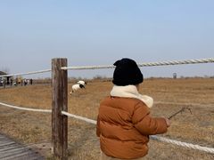 -盐城丹顶鹤湿地生态旅游区