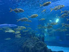 -海合安成都极地海洋公园