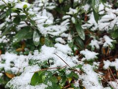 -铁山坪森林公园