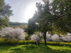 -苏州上方山国家森林公园