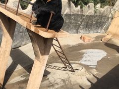 -东方熊牧场