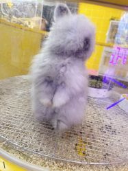 -神奇动物撸宠馆·羊驼·小浣熊·异宠(豫园店)