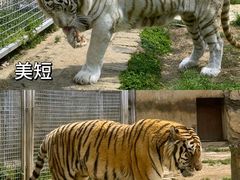 -黔灵山公园