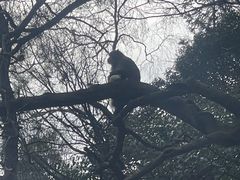 -黔灵山公园