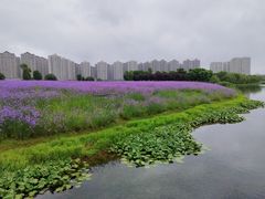 -洋湖国家湿地公园