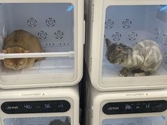 -老吴的猫·猫舍(新区店)