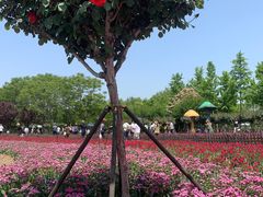 -荷兰花海