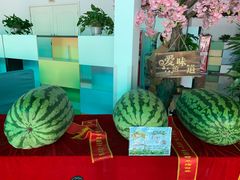 -西瓜小镇
