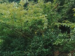 -青枫公园