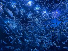 -海合安成都极地海洋公园