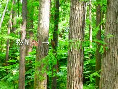 -上海共青森林公园