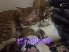 -芭比堂动物医院广州顽皮分院