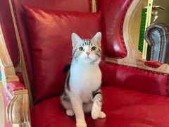 -猫大福·Fortune Cat猫舍(百子湾店)