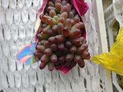 -马陆小张葡萄园农家乐