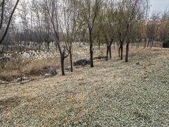 -马家湾湿地公园