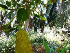-中国科学院西双版纳热带植物园