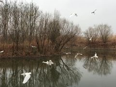 -新江湾城公园