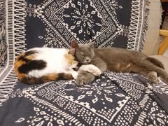 -平行世界·猫咖(首经贸店)