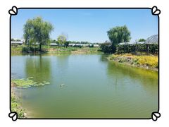 -马陆小张葡萄园农家乐