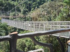 -九龙江国家森林公园