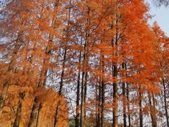 -青龙山国家森林公园