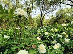 -洛阳市隋唐城遗址植物园