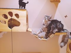 -Pets First伊珊娜洗护·精致美容·家庭式寄养(新会路店)