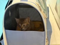 -宠物星动物医院·眼科·异宠·猫科(江南大道总院)