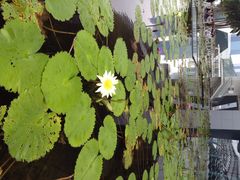 iphone_upload_pic-鱼尾狮公园