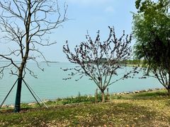 -漕湖湿地公园