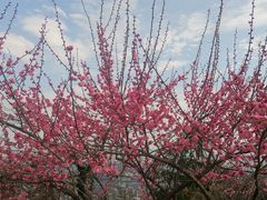 -杭州半山国家森林公园