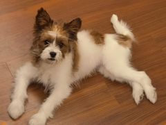 -帕帕拉兹宠物(亚洲旗舰店)