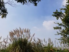 -芒洲湿地公园