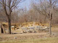 -北京野生动物园