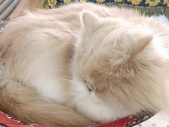 -平行世界·猫咖(首经贸店)