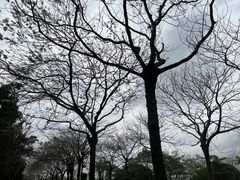 -海珠湖公园