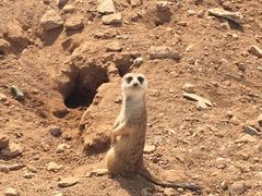 -石家庄市动物园